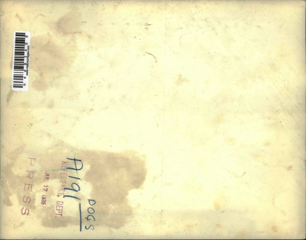 1935 Press Photo A mother dog providing meals to her several puppies