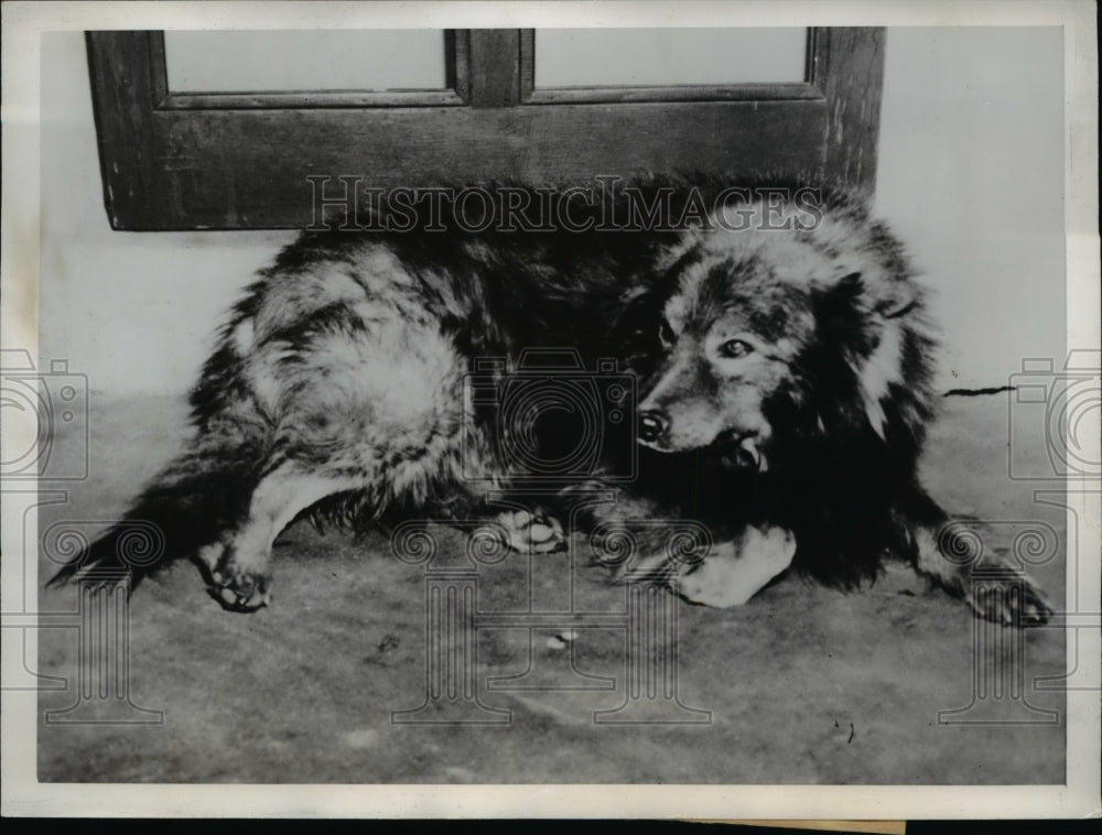 1941 Press Photo Ted, 11-year-old Mackenzie River Husky, owned by Ryan Turner