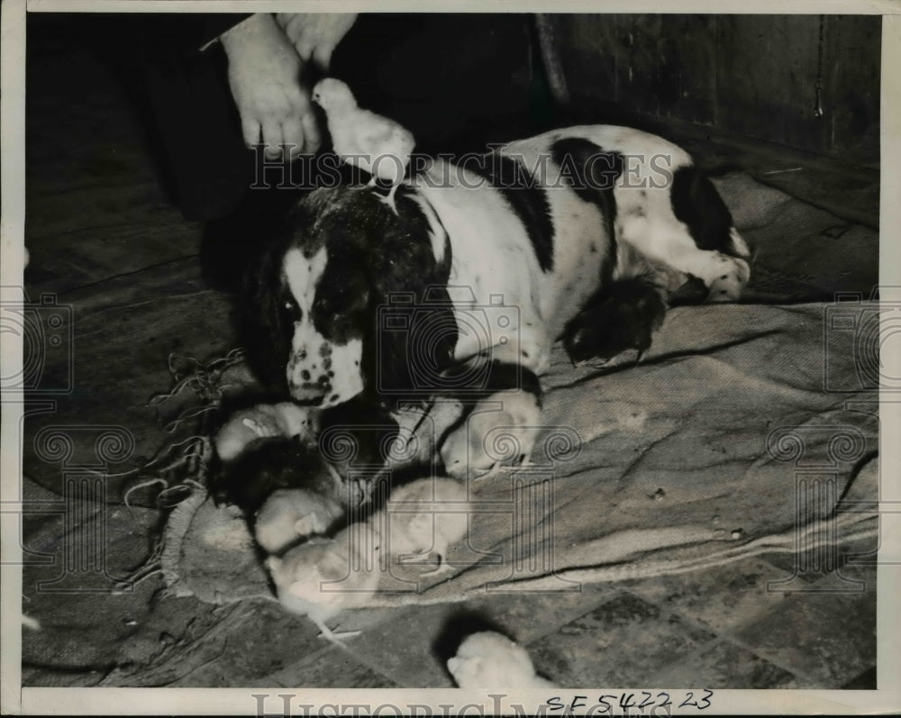 1940 Press Photo Hunting Springer Spaniel with Chicks - ned83510