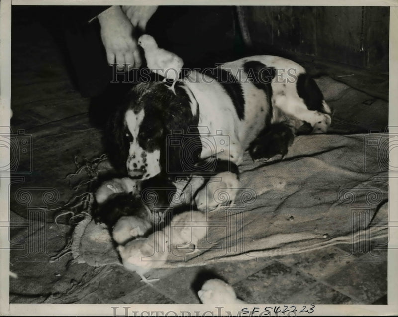 Load image into Gallery viewer, 1940 Press Photo Hunting Springer Spaniel with Chicks - ned83510

