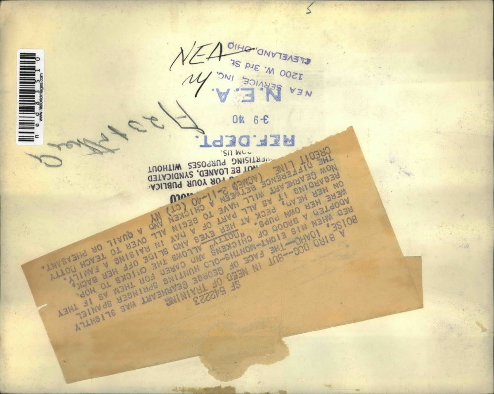 1940 Press Photo Hunting Springer Spaniel with Chicks - ned83510