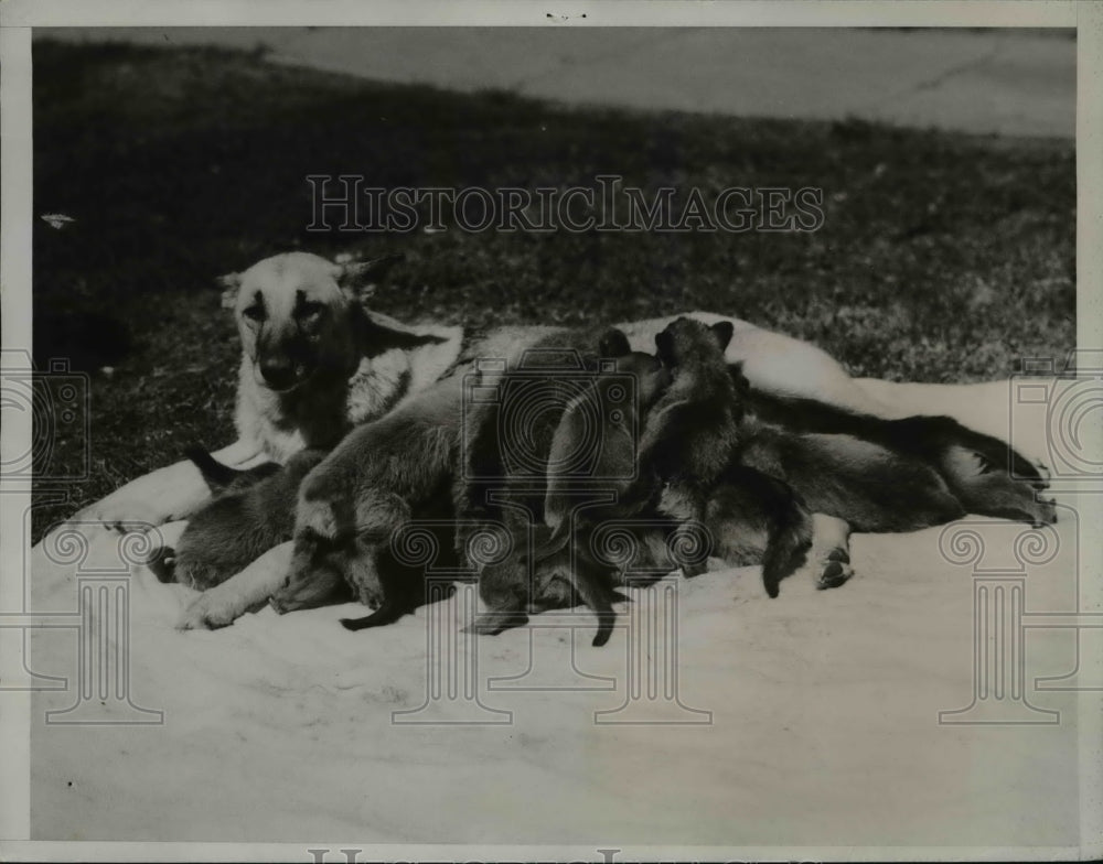 1934 Press Photo Elizabeth the Police dog owned by Lester Oglesby & her 12 pups