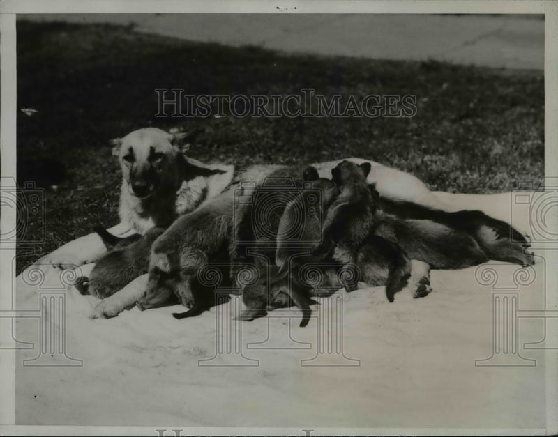 Load image into Gallery viewer, 1934 Press Photo Elizabeth the Police dog owned by Lester Oglesby &amp; her 12 pups
