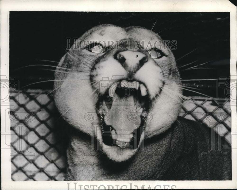 1939 Press Photo Patrick the puma, one of the least playful residents of Zoo