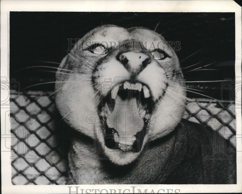 Load image into Gallery viewer, 1939 Press Photo Patrick the puma, one of the least playful residents of Zoo

