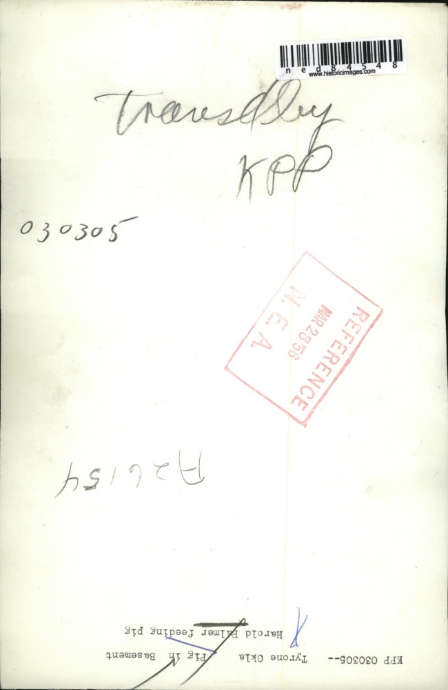 1956 Press Photo Harold Palmer Feeding Pig Living in Basement, Tyrone, Oklahoma