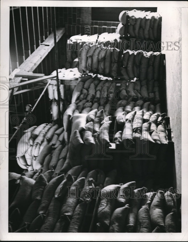 1952 Press Photo Government Storage Beans Spoil in Horseheads New York Warehouse