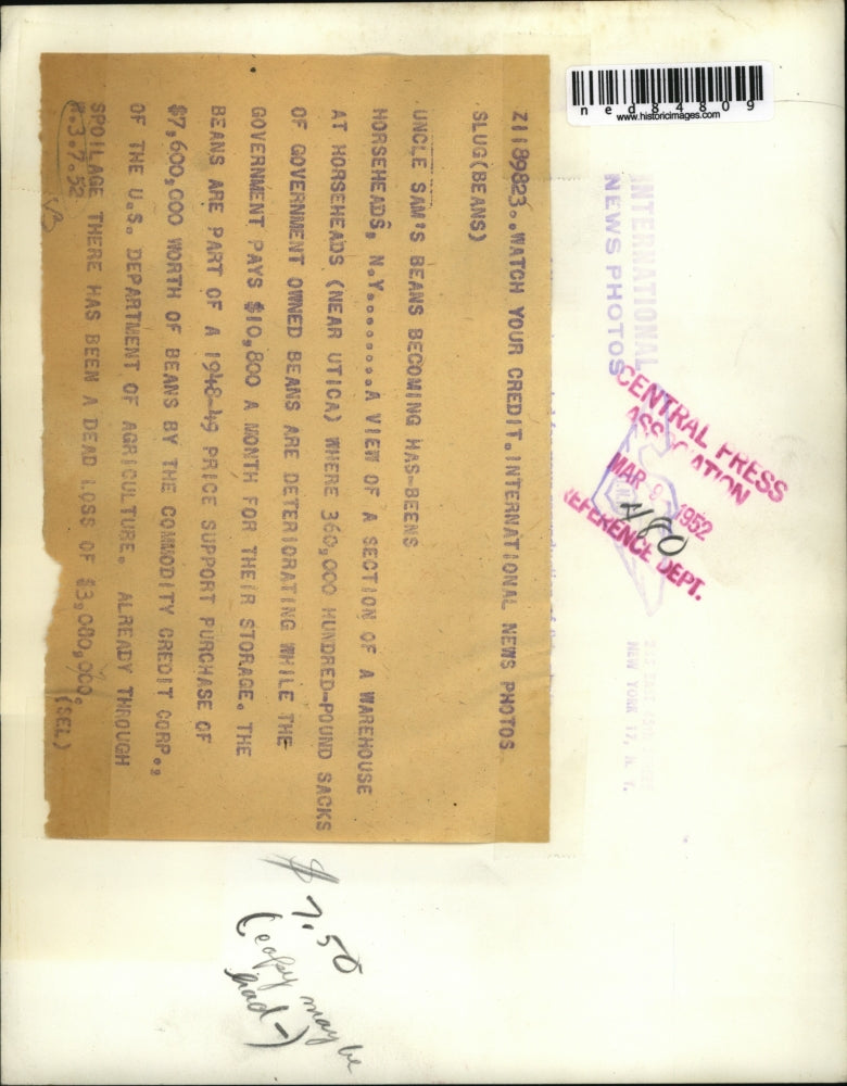 1952 Press Photo Government Storage Beans Spoil in Horseheads New York Warehouse