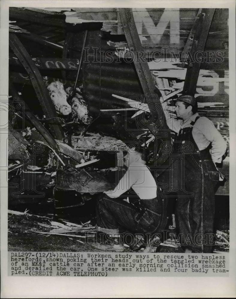 Press Photo Workmen Study Ways To Rescue 2 Hapless Herefords