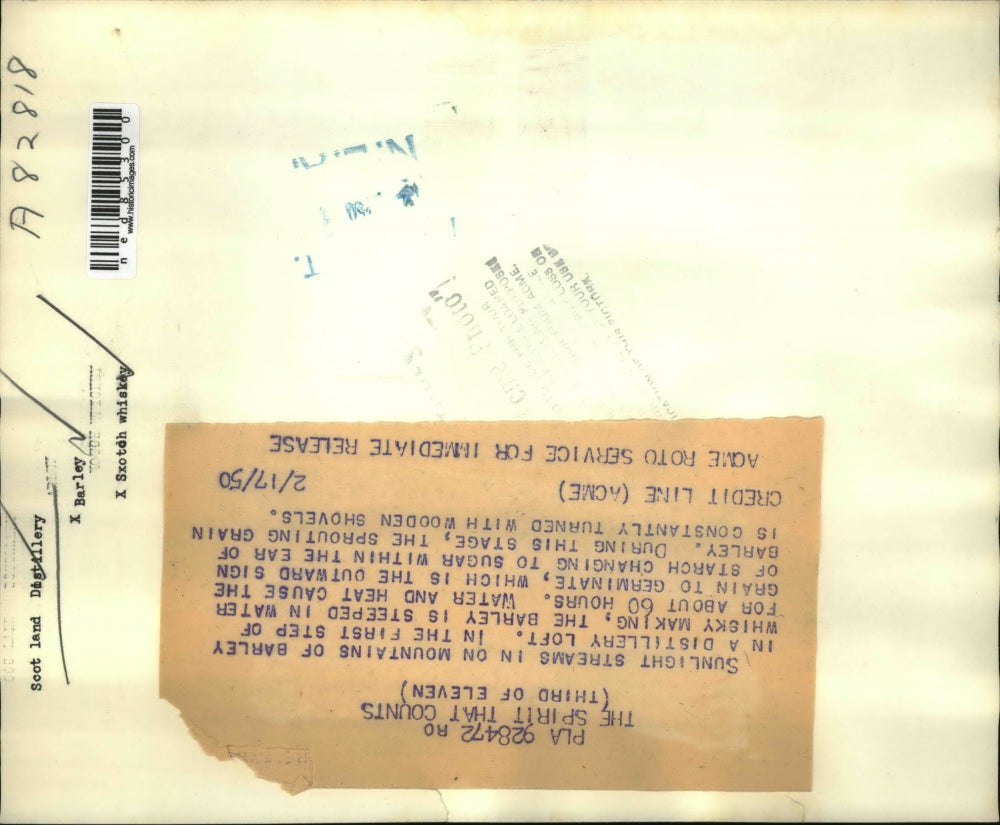 1950 Press Photo The mountains of barley in a distillery loft