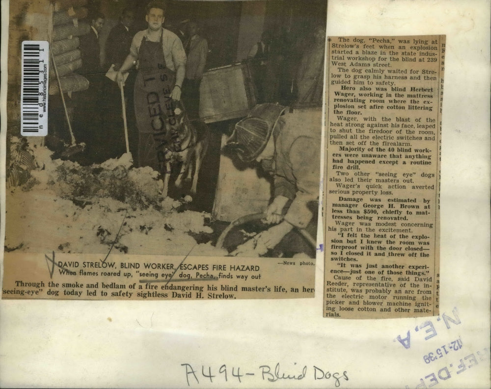 1939 Press Photo Seeing Eye Dog Pecha Saves Blind David Strelow From Fire