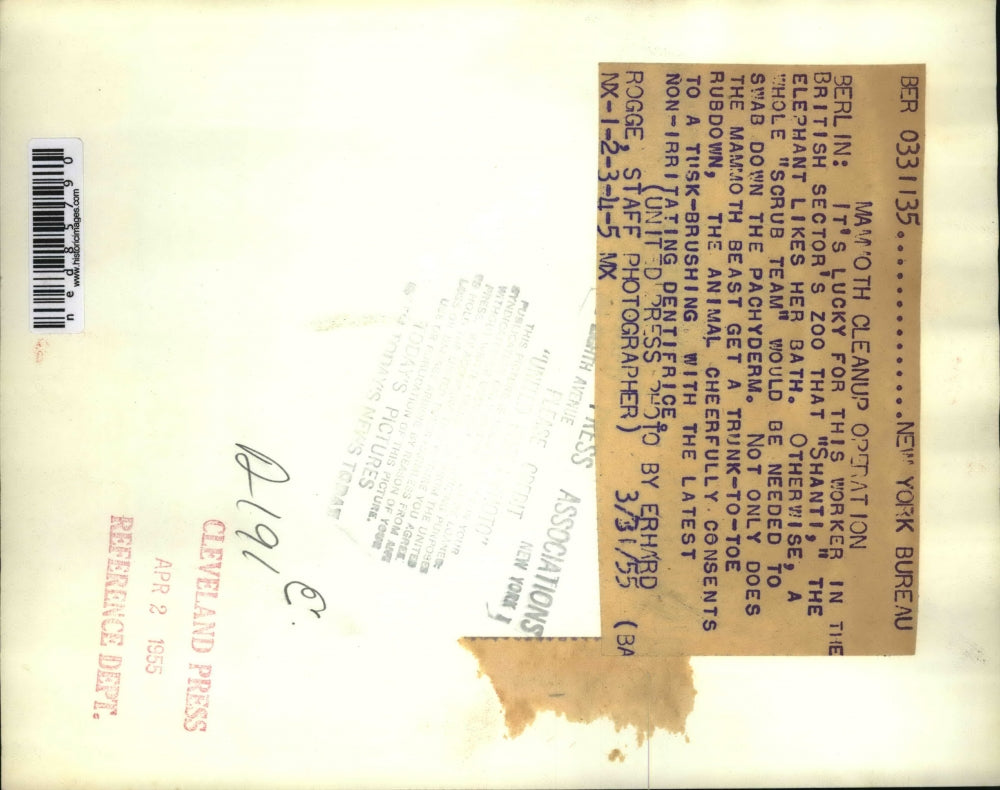 1955 Press Photo "Shanti", The Elephant Likes Her Bath Tusk-Brushing