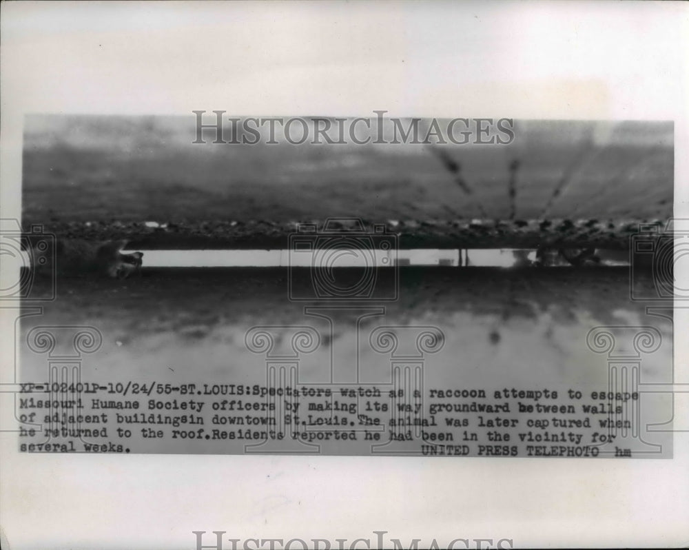1955 Press Photo Raccoon Tries to Escape Humane Society Through Crack St Louis