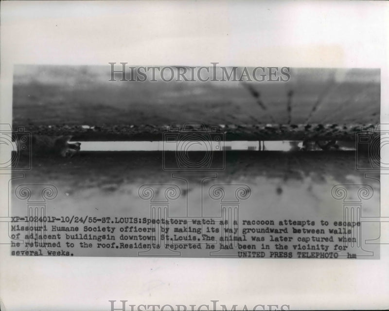 Load image into Gallery viewer, 1955 Press Photo Raccoon Tries to Escape Humane Society Through Crack St Louis
