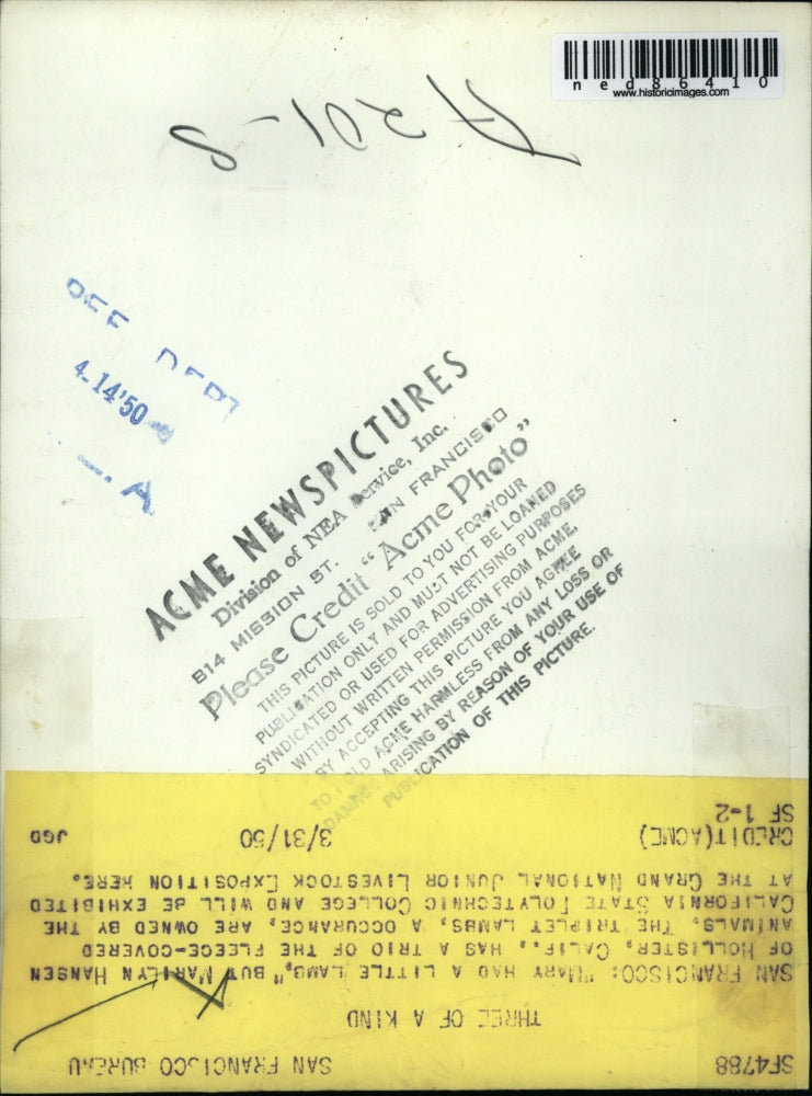 1950 Press Photo Marilyn Hansen with her triplet lambs