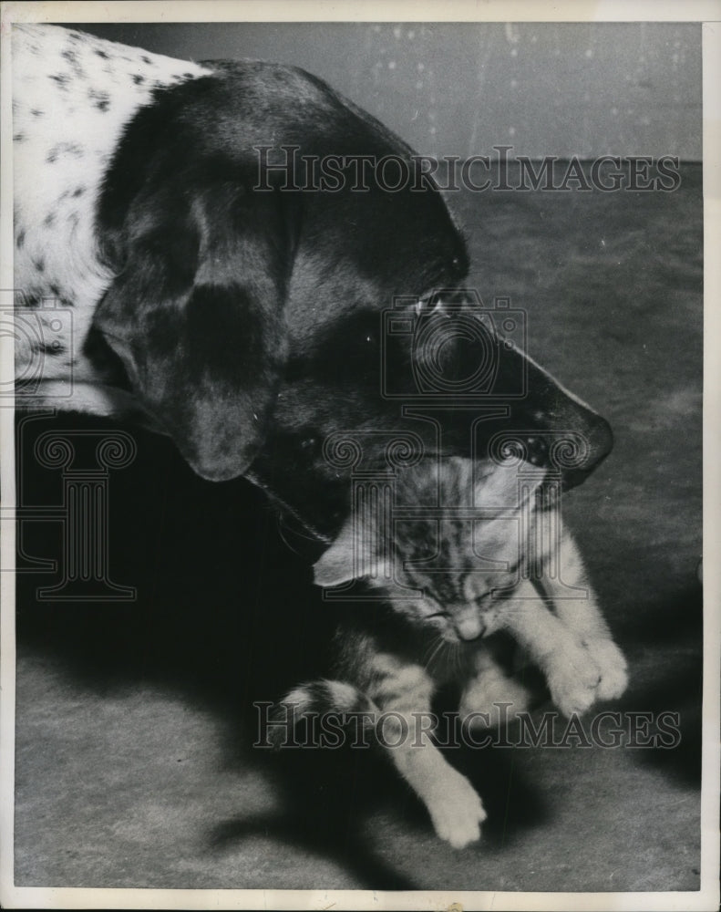 1957 Press Photo Jeff, an English Pointer Retriever, carrying a kitten tenderly