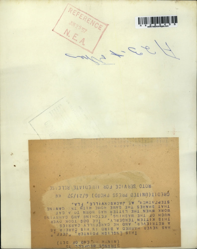 1957 Press Photo Jeff, an English Pointer Retriever, carrying a kitten tenderly