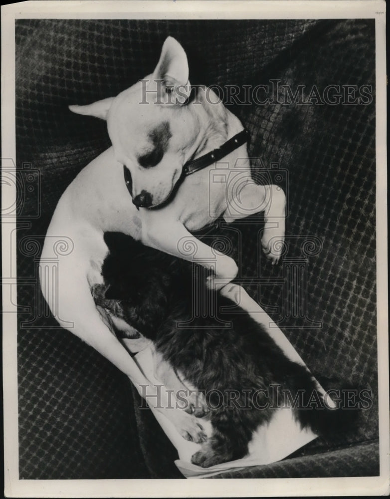 1940 Press Photo Tiny, a fox terrier, feeding the kitten Scatter-brain