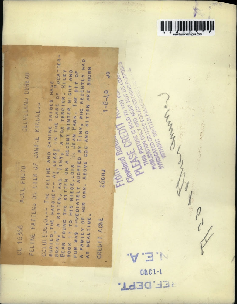 1940 Press Photo Tiny, a fox terrier, feeding the kitten Scatter-brain