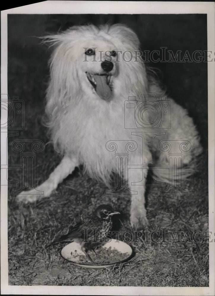 1939 Press Photo Good pals Dicky, the Robin, and Boy, the Poodle