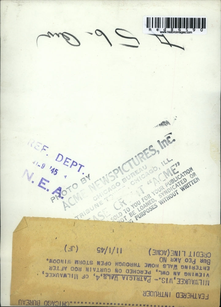 1945 Press Photo Patricia Wals Viewins Owel on Curtain Rod