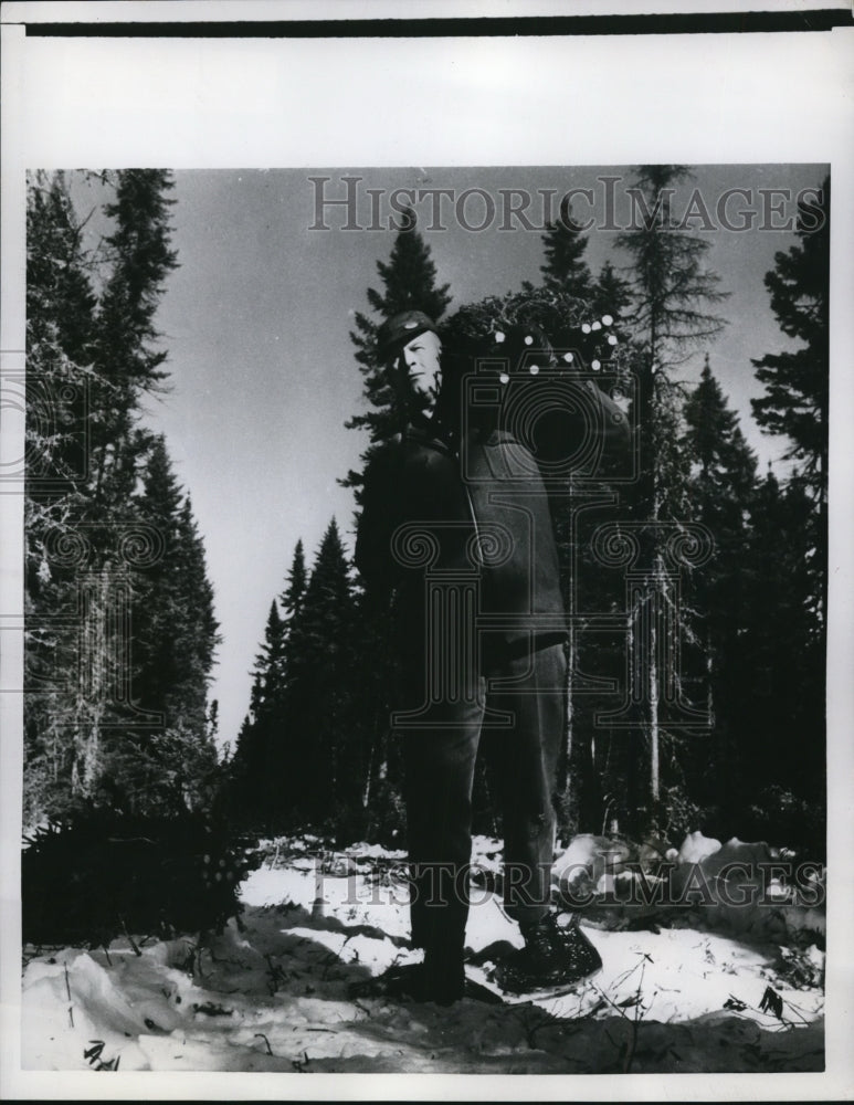 1956 Press Photo of a tree cutter carrying a cut Christmas Tree.