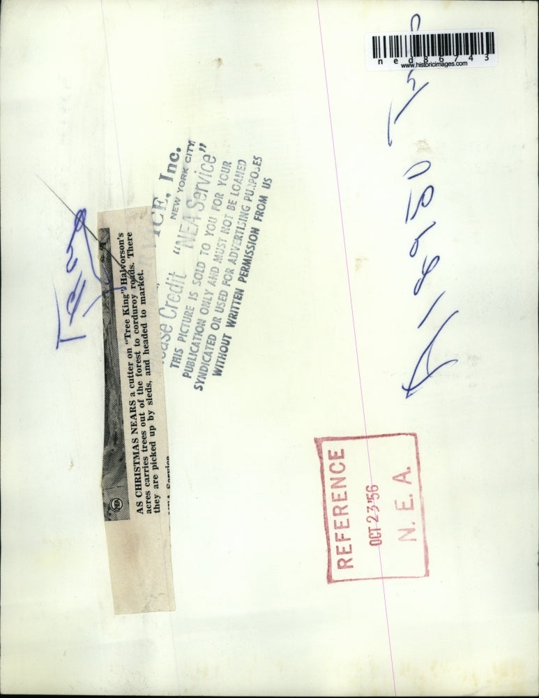 1956 Press Photo of a tree cutter carrying a cut Christmas Tree.