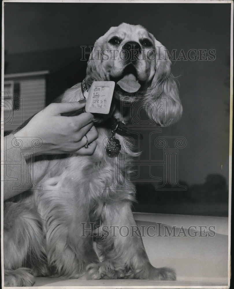 1950 Press Photo of the example of dog tags