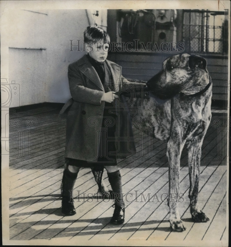 Load image into Gallery viewer, 1947 Press Photo of the Largest great Dane at the time at 168 pounds with his
