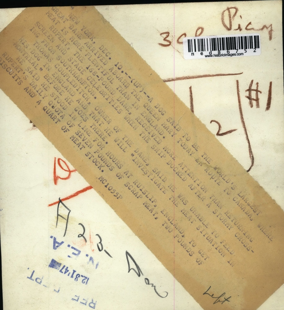 1947 Press Photo of the Largest great Dane at the time at 168 pounds with his