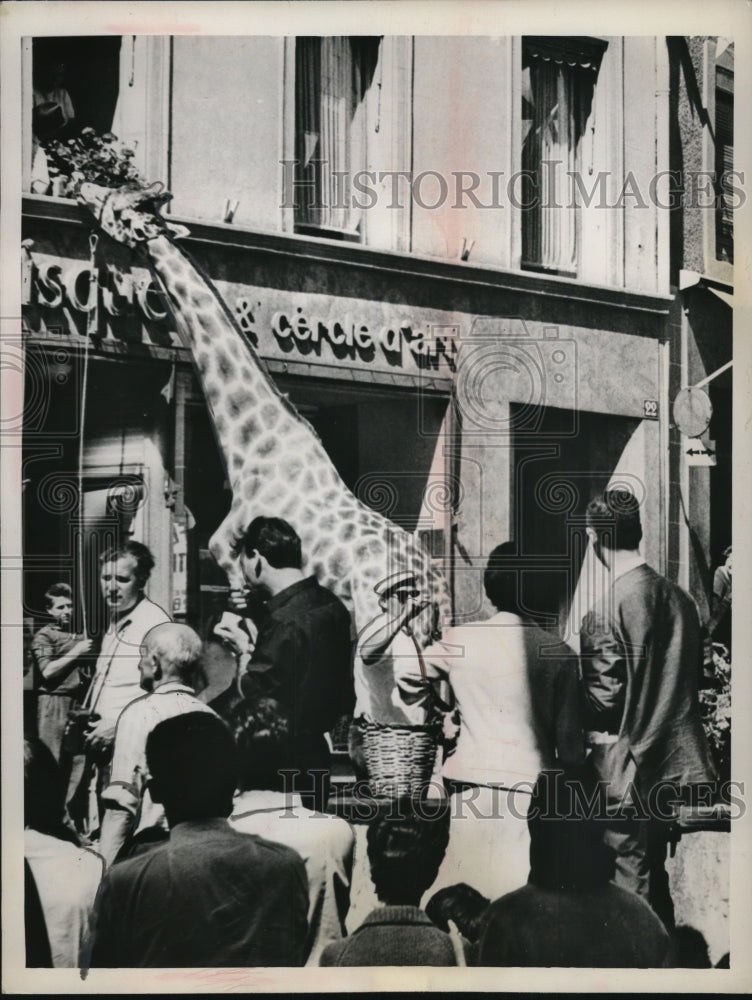 Load image into Gallery viewer, 1964 Press Photo of a giraffe eating lowers out of second story window
