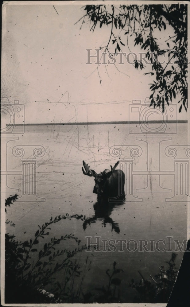 1925 Press Photo A hull moose on a Canadian Shore of Lake Superior