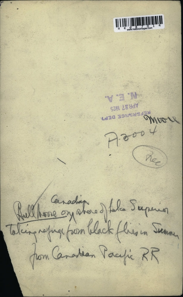 1925 Press Photo A hull moose on a Canadian Shore of Lake Superior