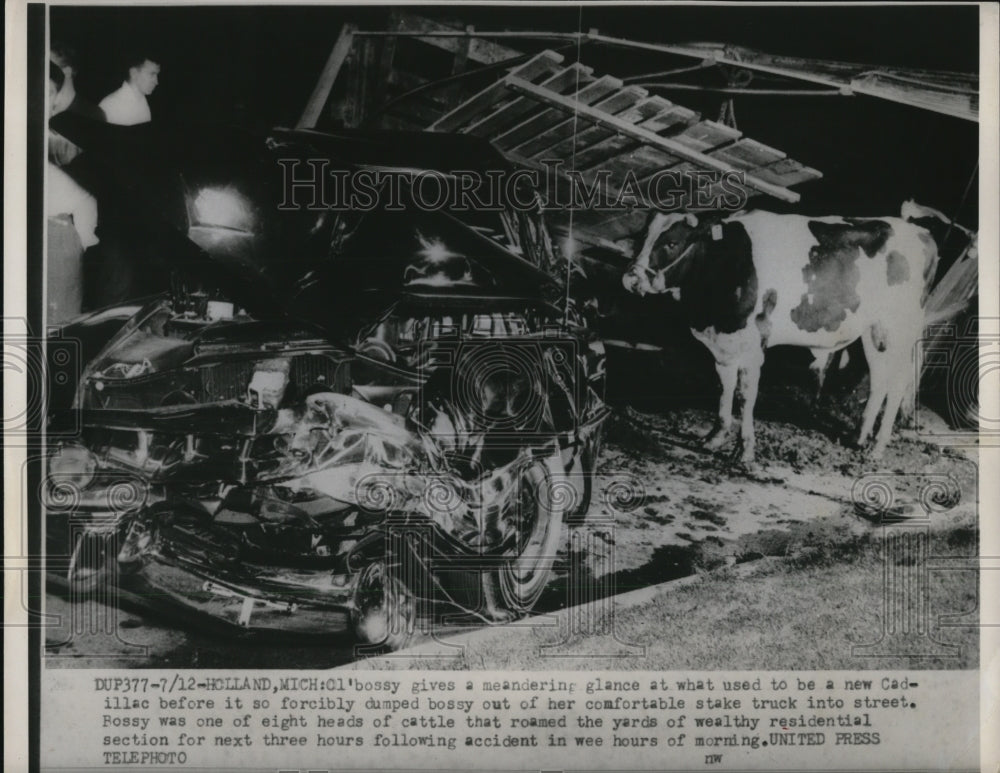 1952 Press Photo Bossy was forcible dumped out on this accident
