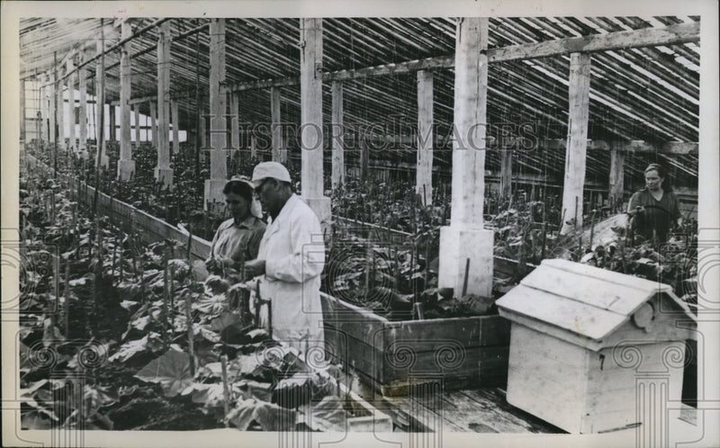 Load image into Gallery viewer, 1958 Press Photo Farmers Grow Food
