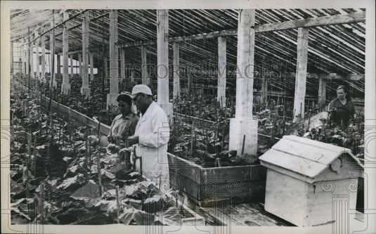 1958 Press Photo Farmers Grow Food
