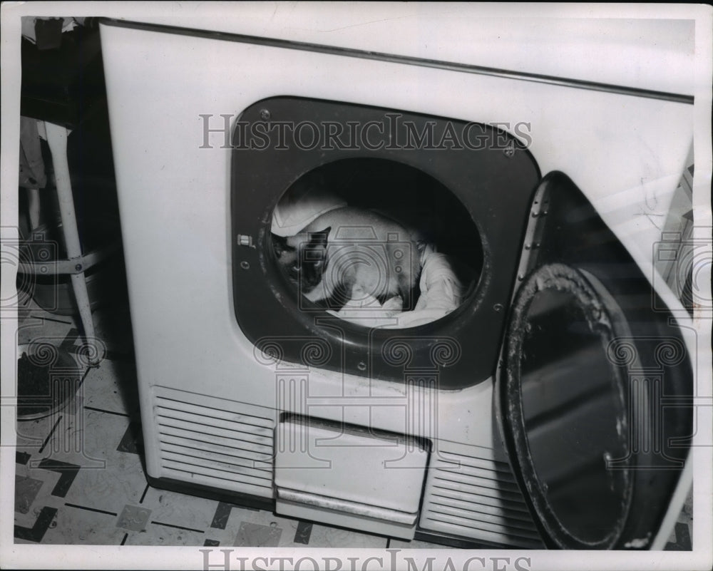 1955 Press Photo The Dunkin Family's Siamese cat inside their dryer