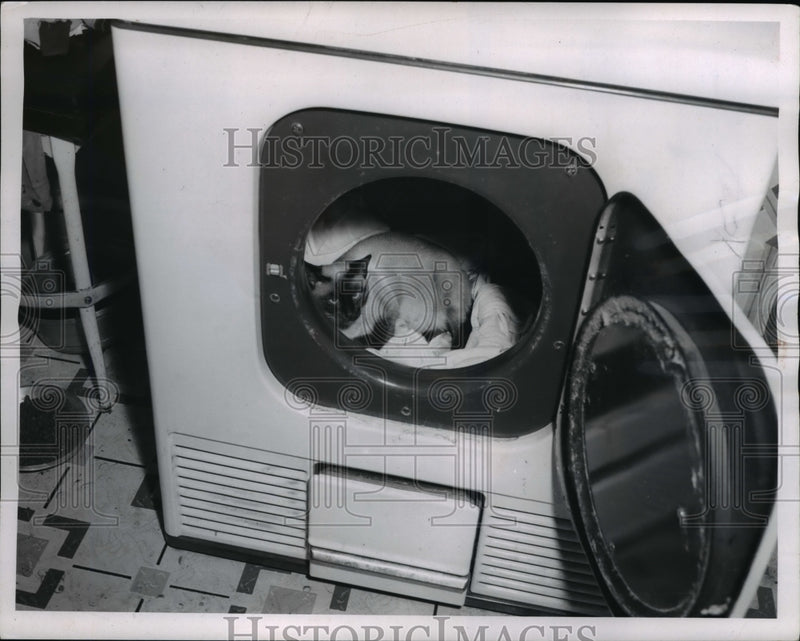 Load image into Gallery viewer, 1955 Press Photo The Dunkin Family's Siamese cat inside their dryer
