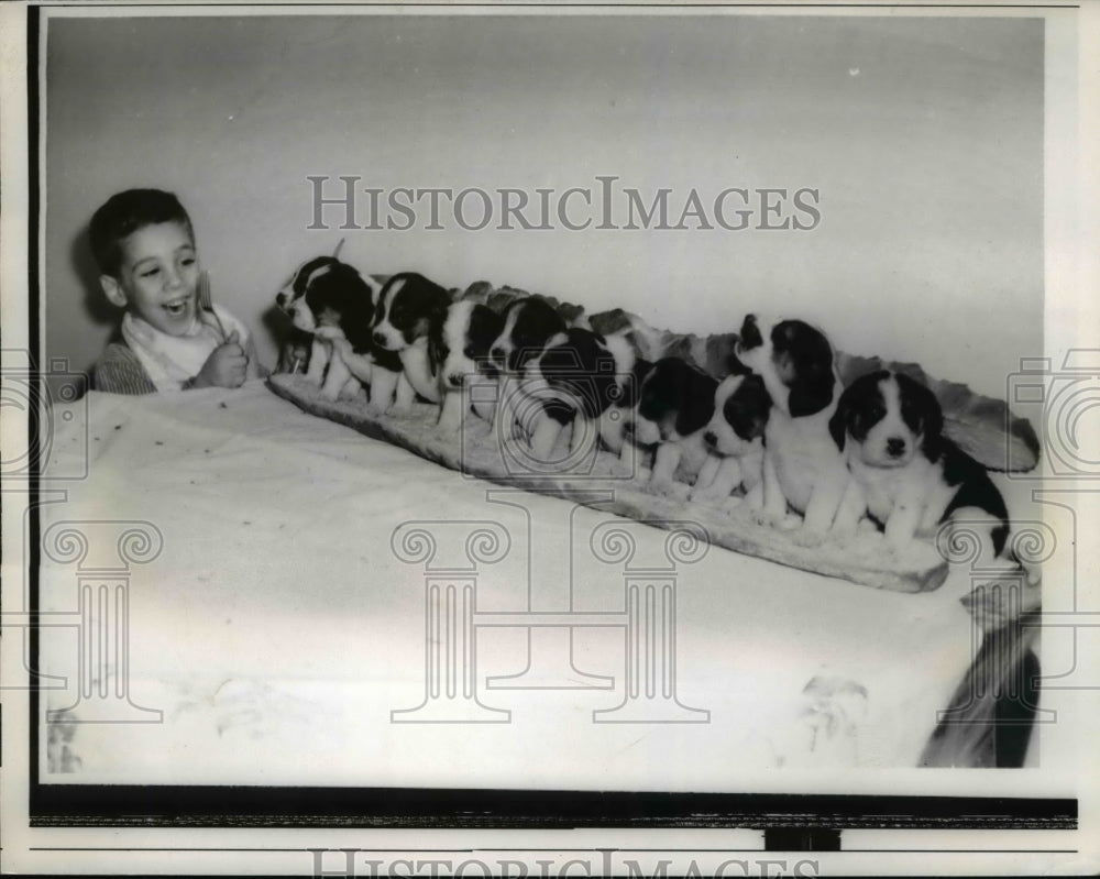 1960 Press Photo Richard Romano and his 10 pet beagles in a sandwich