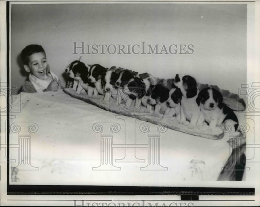1960 Press Photo Richard Romano and his 10 pet beagles in a sandwich