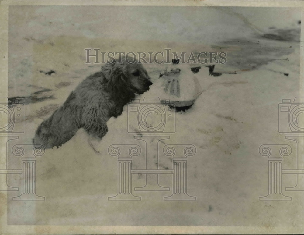 1958 Press Photo "Misty" owned by Frank Bowser looks at the hydrant