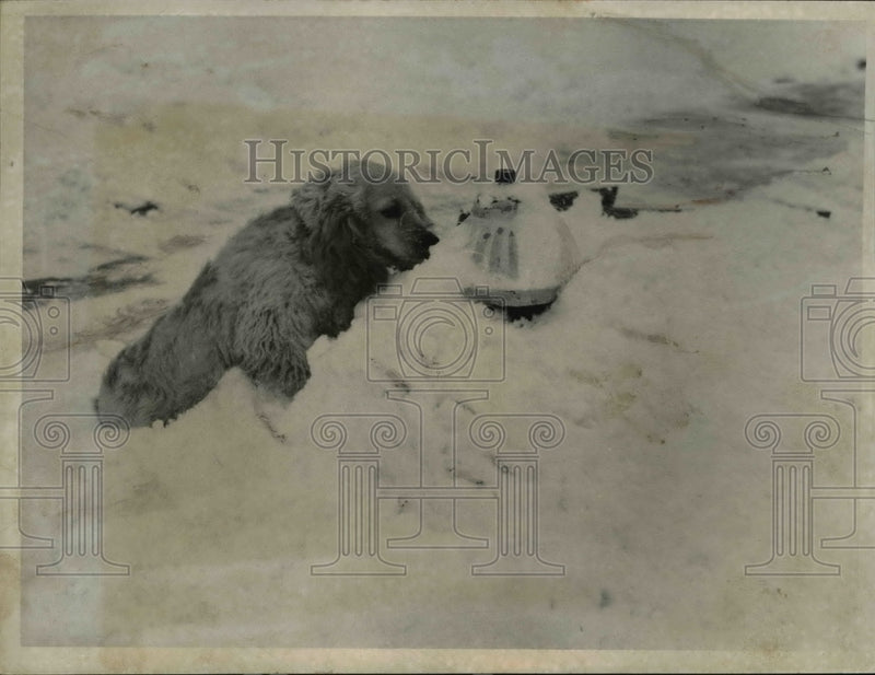 Load image into Gallery viewer, 1958 Press Photo "Misty" owned by Frank Bowser looks at the hydrant
