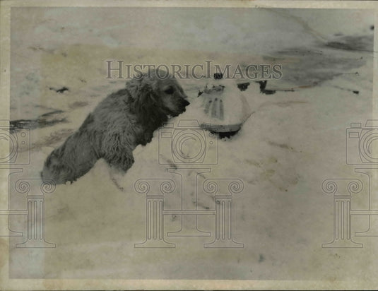 1958 Press Photo "Misty" owned by Frank Bowser looks at the hydrant