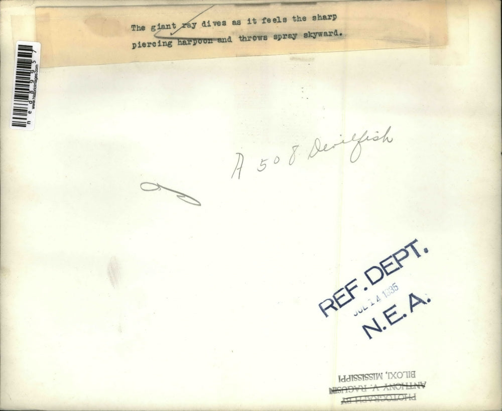 1935 Press Photo of a giant ray being harpooned.