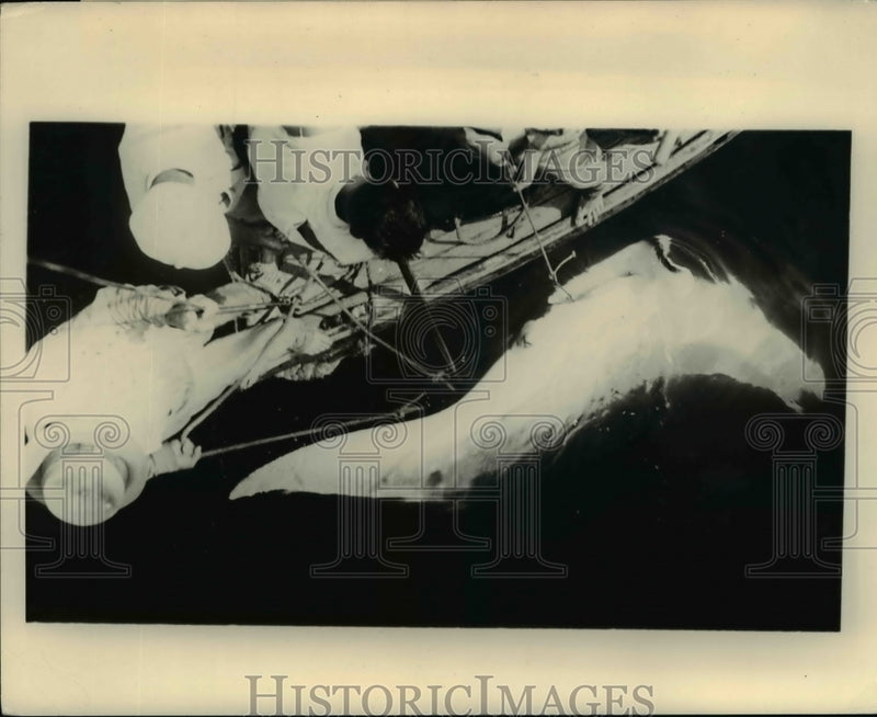 Load image into Gallery viewer, 1935 Press Photo of a giant ray being hauled aboard the Flapper.
