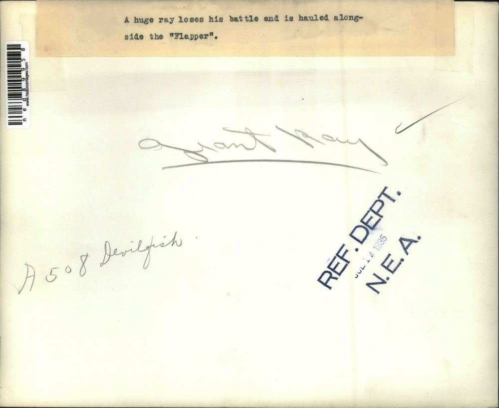 1935 Press Photo of a giant ray being hauled aboard the Flapper.