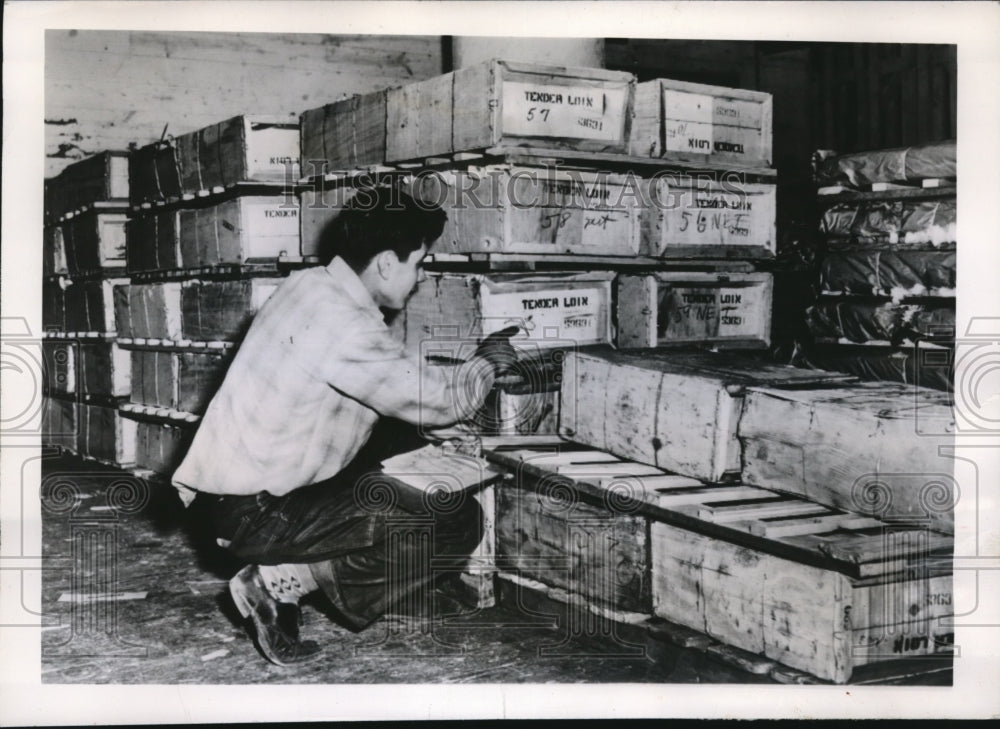 1950 Press Photo Canadian Beef tenders as horse meat