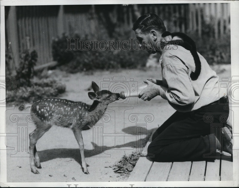 Load image into Gallery viewer, 1934 Press Photo Cleo, A wild California mule fawn is being fed by the caretaker
