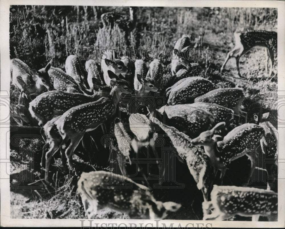 1937 Press Photo Meal Time for reindeer's at a deer farm in Georgia