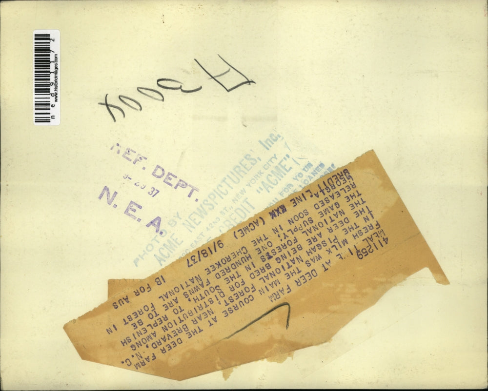 1937 Press Photo Meal Time for reindeer's at a deer farm in Georgia